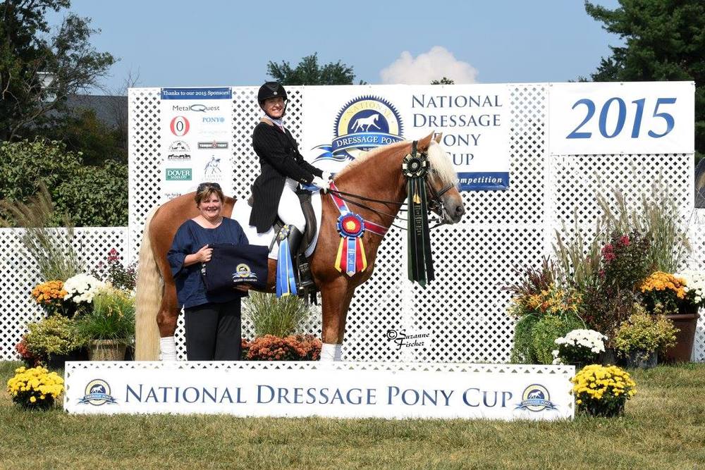 Brenner Haflinger Stallion